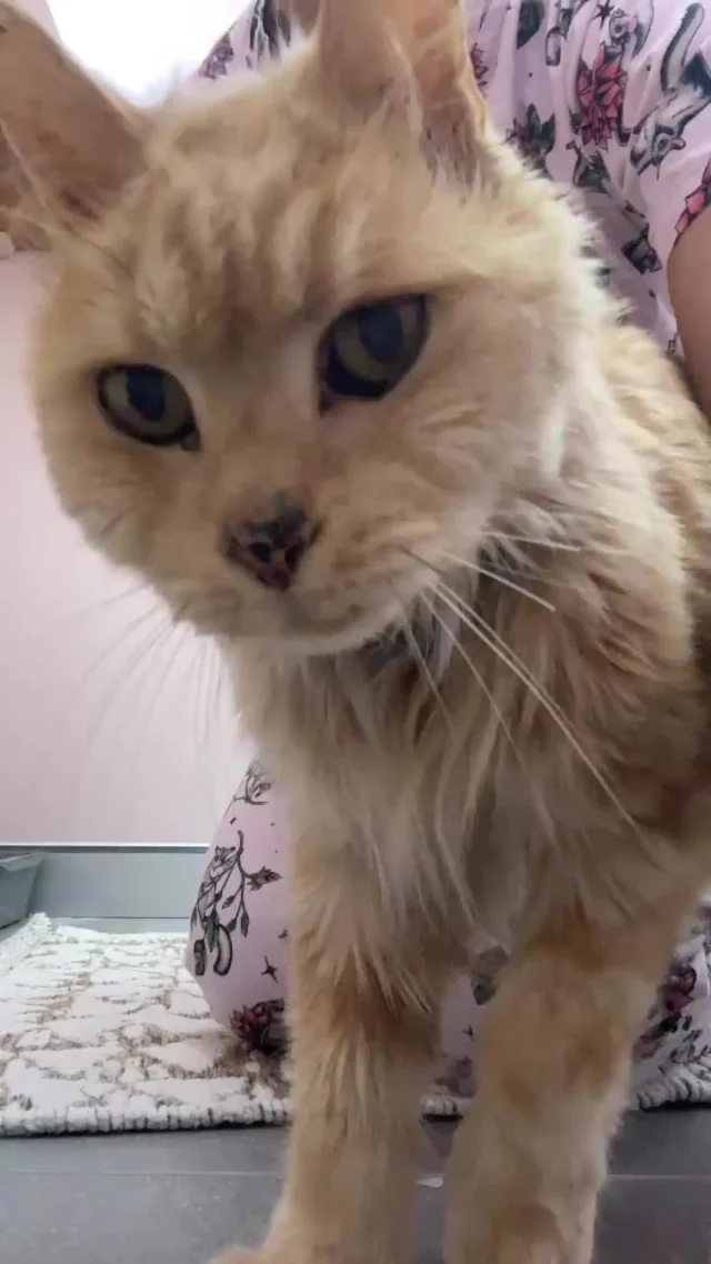 Brushing Chester is serious business. At least, he thinks so, purring away and soaking up every stroke. At the age of 12 years, 7 months and 27 days, Chester officially has wise whiskers. He is such a beautiful guest. So gentle and sweet. We love him. 💙
