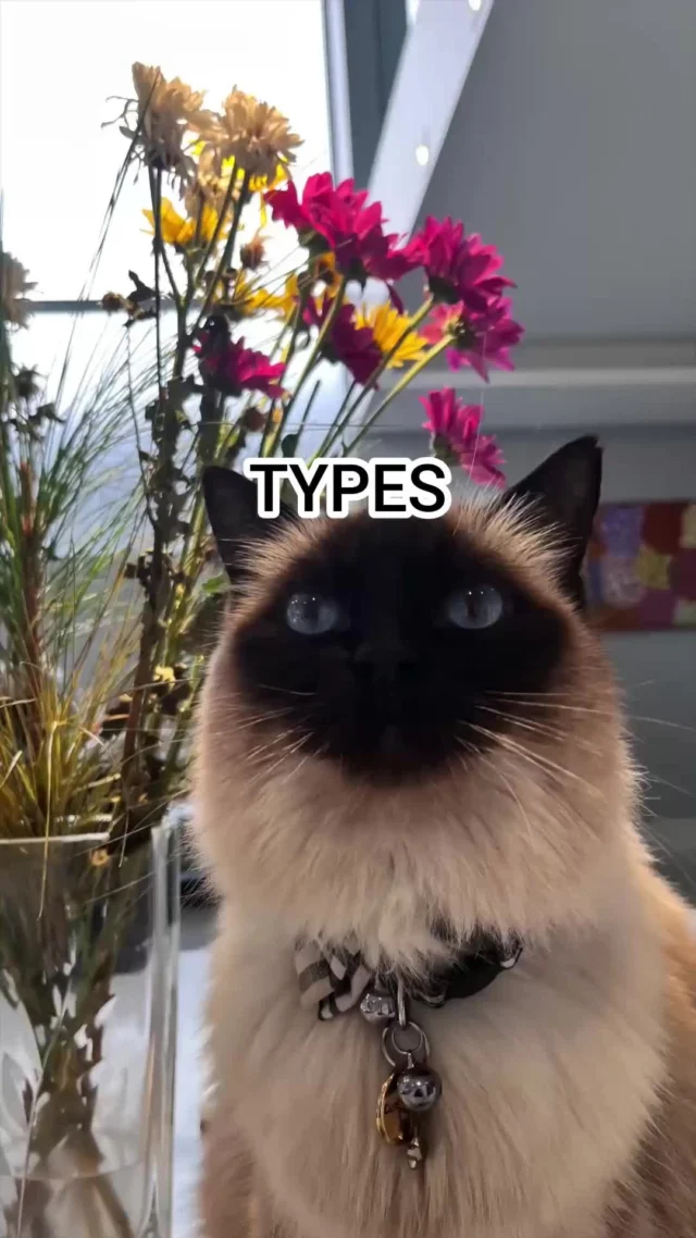 The last guest always keeps us on our toes...See some of the many personalities we get staying at Hotel for Cats!