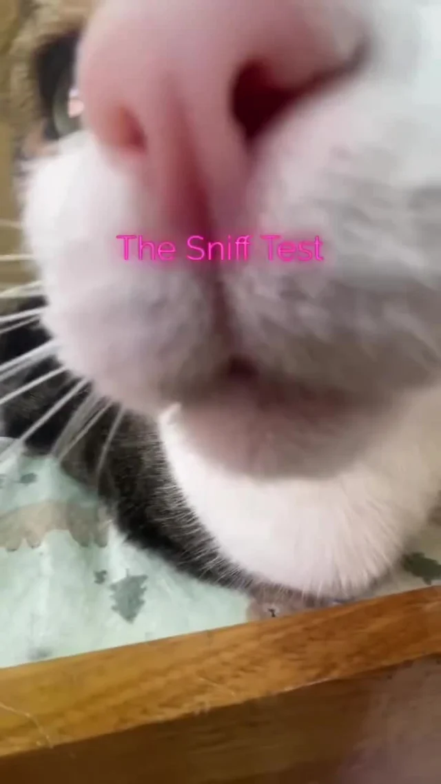 Puddycat POV:"We’ve smelt you now. You may proceed."