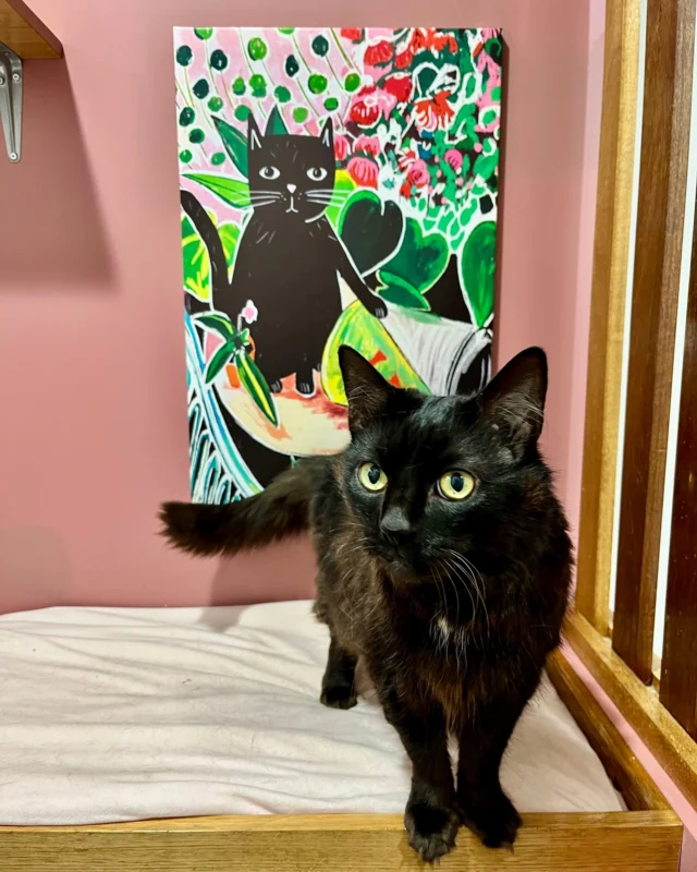 We’ve added some new artwork to our luxurious hotel rooms! Handsome Ernie proudly poses in front of his likeness. 🐈‍⬛ (Don’t tell him, but it's not actually a portrait  of him 🤫)