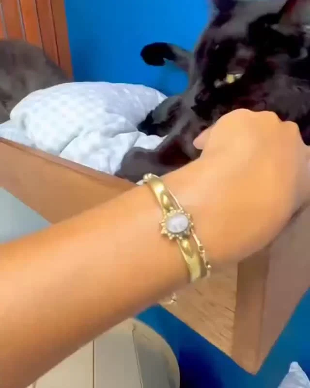 Gorgeous brothers Alex and Cosmo are enjoying the most purr-fect holiday in our Grand Suites Collection, with the ever-gracious feline butler Bridget at their service.Bridget made sure every whim was met with love, delivering treats and play sessions worthy of true feline royalty.