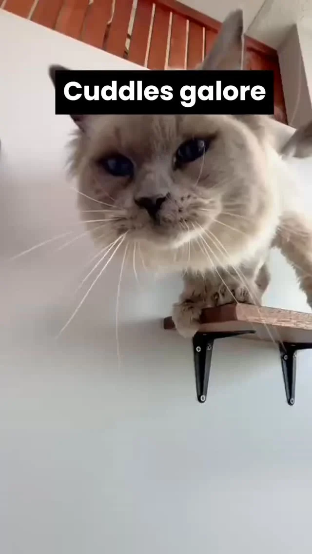 Bridget spending time with our Grand Suites guests. Nothing makes her happier than a good play session and a few feline friends who are ready to join in.