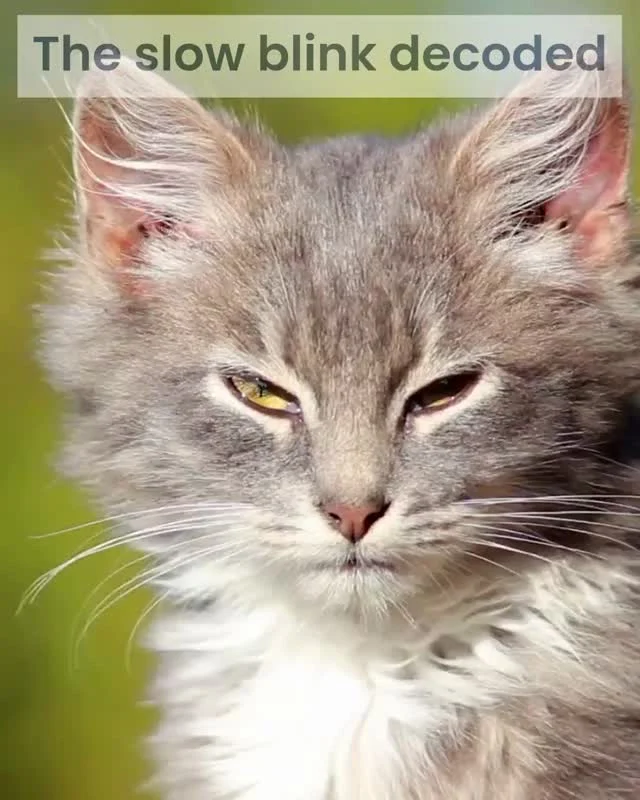 The Science of the Cat Slow BlinkThat soft, sleepy blink your cat gives you is not laziness or boredom. It is one of the most meaningful gestures in feline communication. Behaviourists call it the slow blink and it is often described as the cat equivalent of a smile.In the animal world direct, unblinking eye contact can feel threatening. When a cat chooses to half close their eyes and offer a gentle, unhurried blink they are showing trust. It means they feel relaxed in your presence and safe enough to let their guard down. It is a subtle but powerful way of saying I feel comfortable with you.Cats use this gesture with each other too. You may notice one cat sitting peacefully, eyes half closed, offering a slow blink to another cat across the room. It is a friendly signal that helps ease tension and maintain harmony.The lovely thing about the slow blink is that it works both ways. If you give your cat a slow blink they often return it. Lower your gaze slightly, soften your eyes and close them slowly for a moment. Many cats will blink back as if they are accepting the message. It is one of the simplest and sweetest ways to build trust and deepen the bond you share with your puddycat.A tiny gesture perhaps but it speaks volumes in the quiet, gentle language of cats.